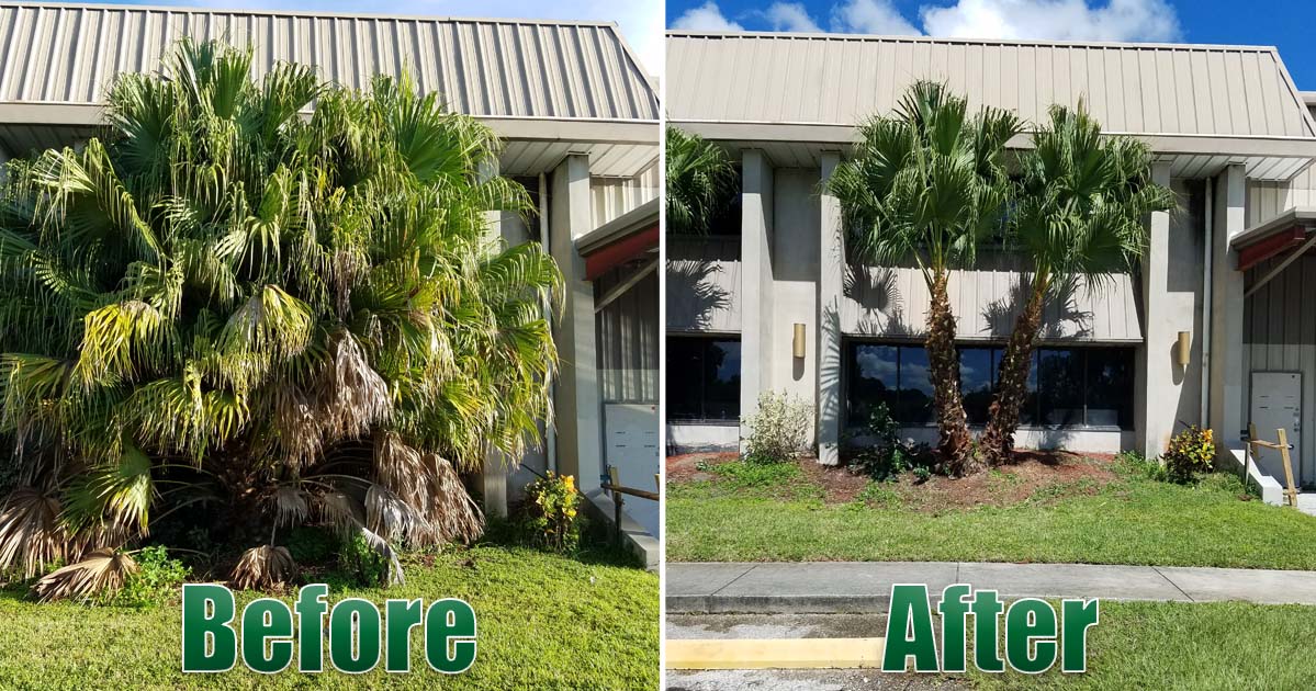 Palm trees and Tree Removal Before and After